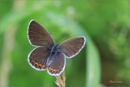 <p>MODRÁSEK PODOBNÝ- samička (Plebejus argyrognomon) jižní Morava ---- /Reverdin's blue b utterfly - Kronwicken-Bläuling/</p>